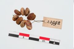 Foto von Perlenkette (NHMW-PRAE-023998)